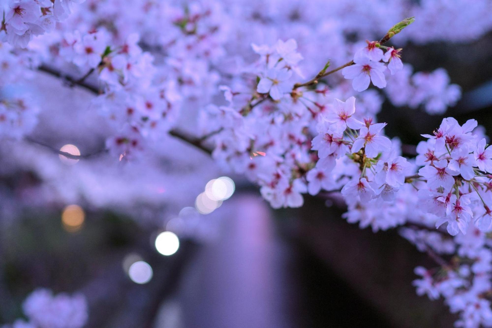 Omo5 Kyoto Sanjo By Hoshino Resorts Εξωτερικό φωτογραφία